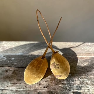 Poudre de baobab